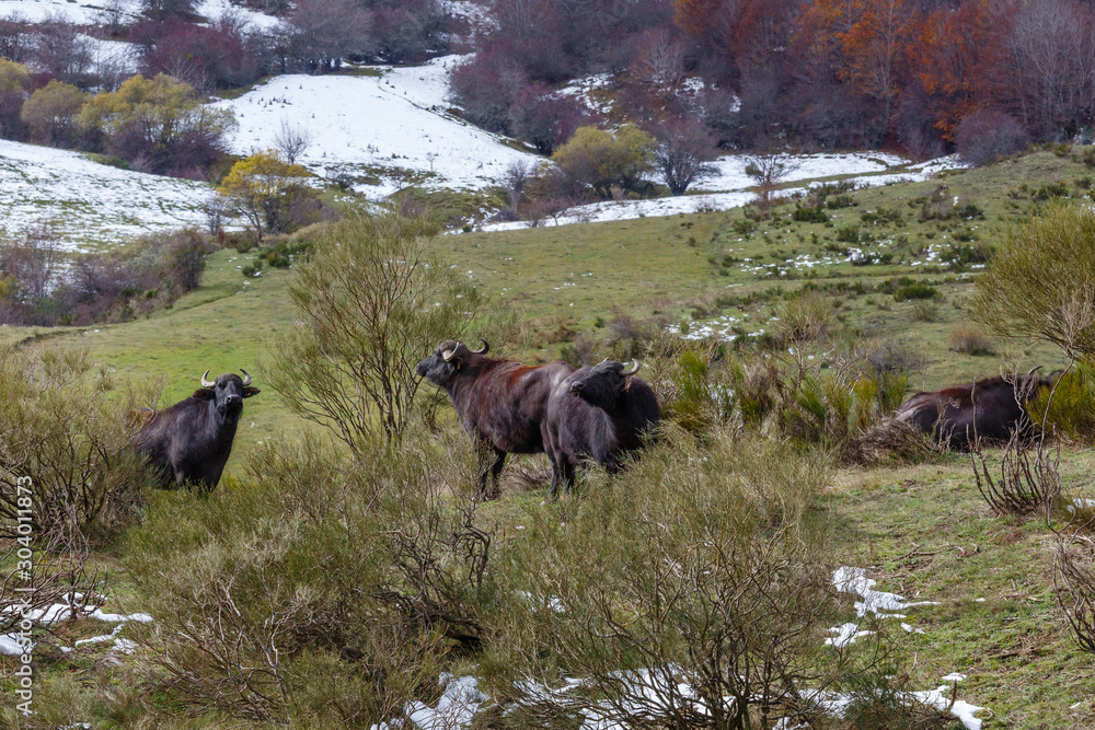 Fototapeta premium Grupo de búfalos de agua en los pastos del valle con nieve. Bubalus bubalis.