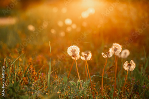 Beautiful dandelion flowers in spring in a field close-up in the golden rays of the sun. Fluffy dandelions glow in the rays of sunlight at sunset in nature on a meadow. free space for text