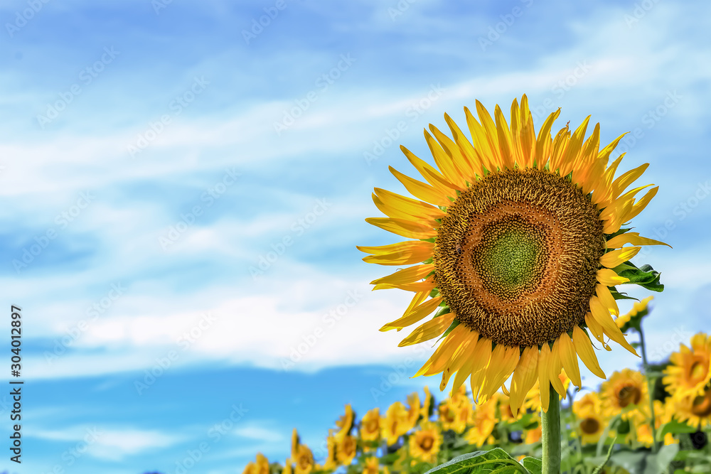 Obraz premium ヒマワリの花 Sunflower