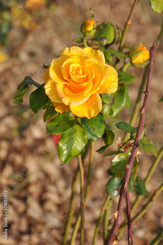 yellow rose in the garden