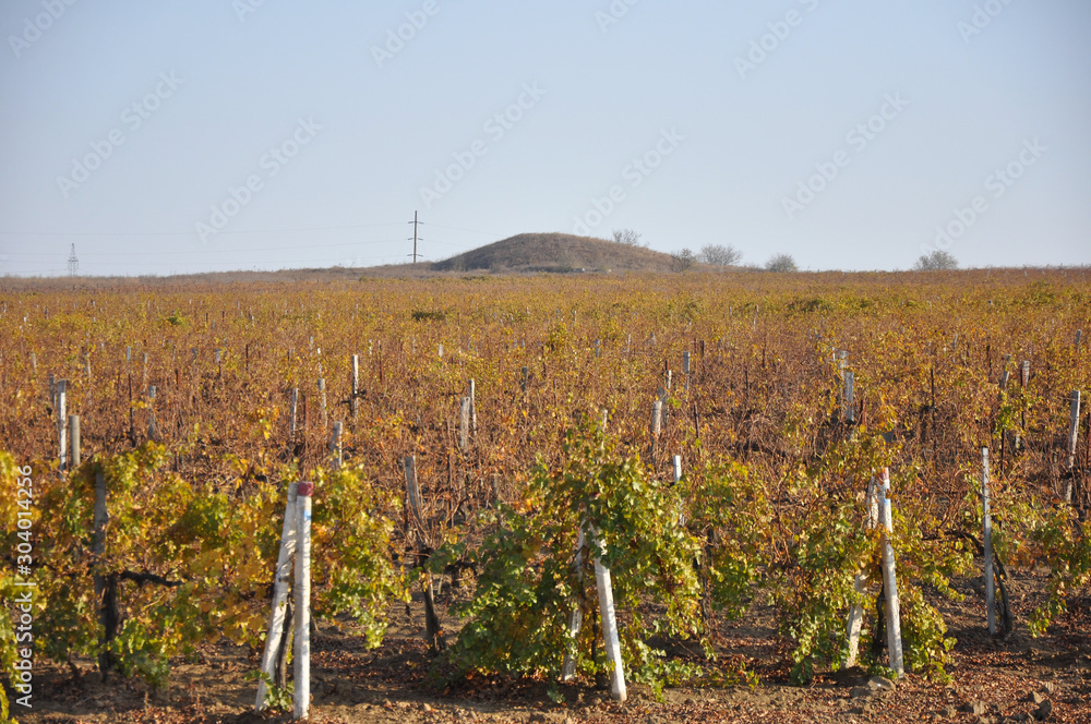 Fototapeta premium vineyard in autumn