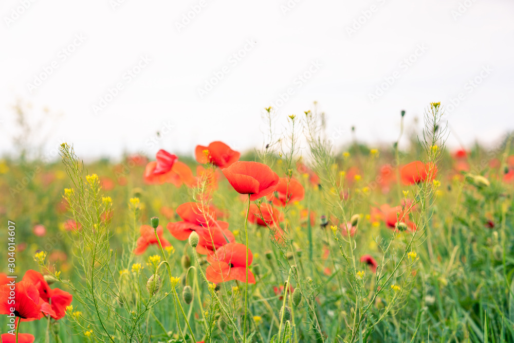 Obraz premium Poppy field. Wild poppy, red poppy. Unusual flowers. Red poppy flowers in the field.