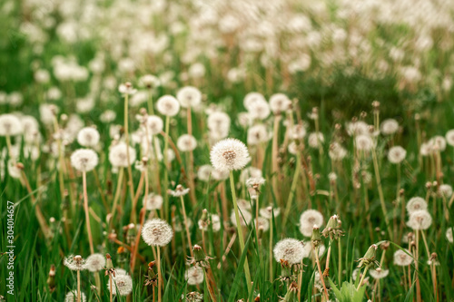 nature white flowers blooming dandelion. Background Beautiful blooming bush of white fluffy dandelions. dandelion flower . Dandelion field