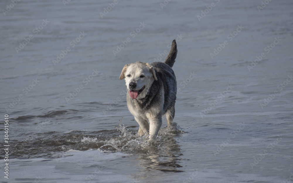 Mixed breed dog walking in the ocean surf smiling.