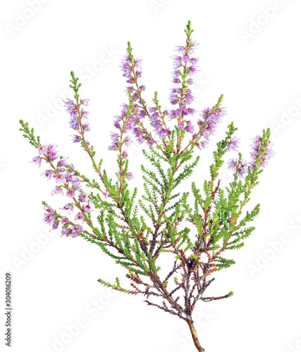 fine lilac blossoming heather branch on white