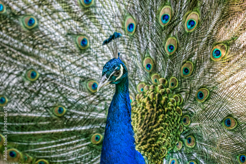 Fototapeta premium peacock blue male on fine bright tail background