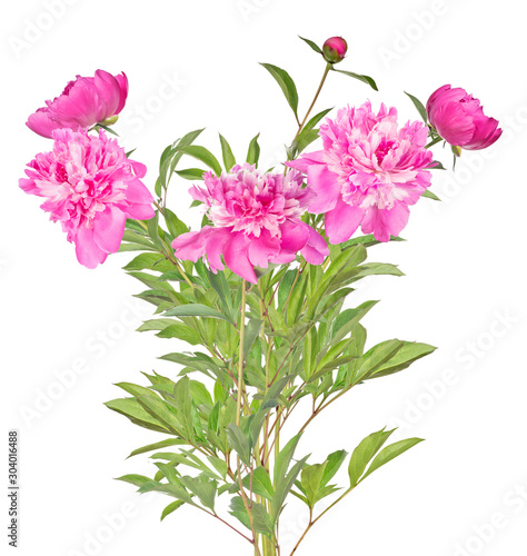 isolated lush bunch of dark pink peony flowers