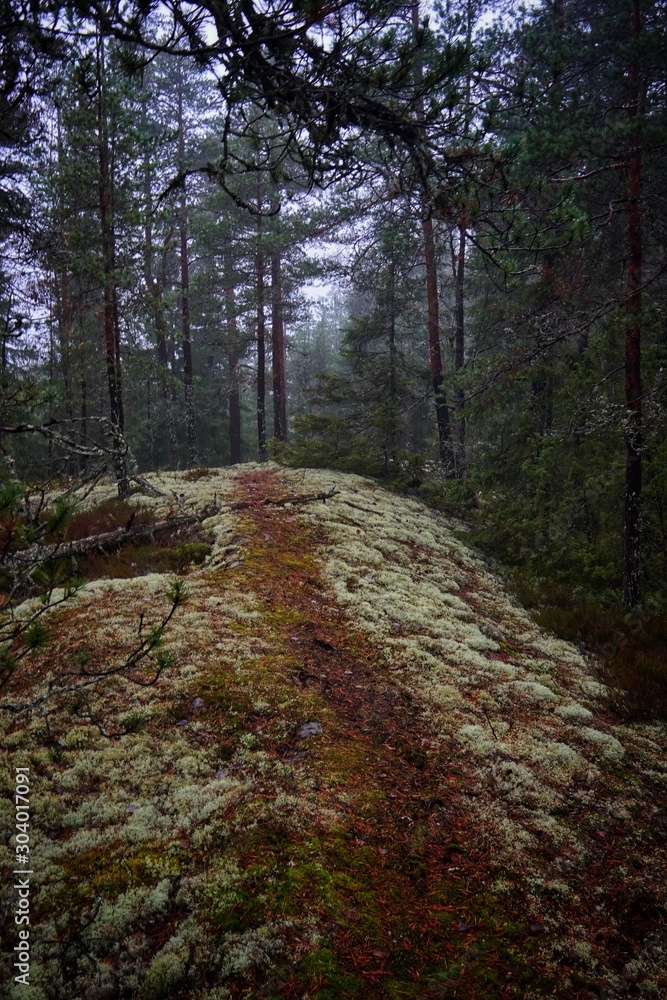 Path in the forest Path in the forest