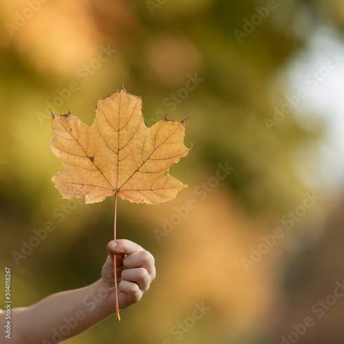 Maple yellow leaves in the hand Baby