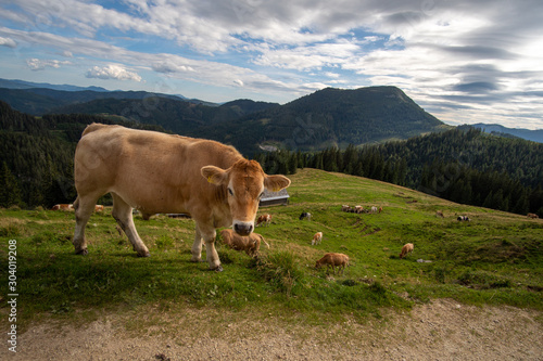 Liebreizende Kuh am Rande eines Wanderwegs auf die Veitsch © Christian
