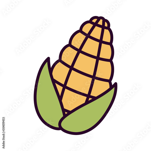 fresh harvest corn on white background