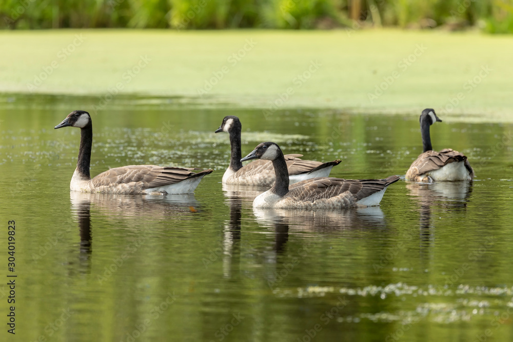 Small flock of young Canadian geese on the lake Small flock of young Canadian geese on the lake