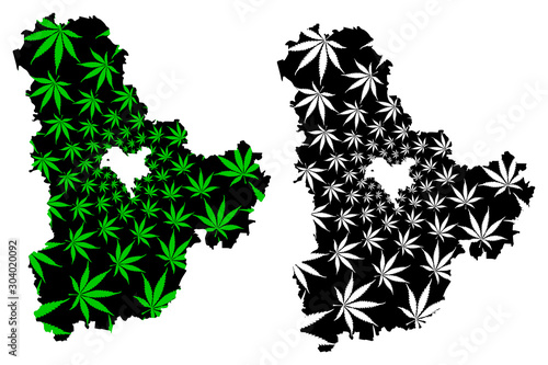 Kiev Oblast (Administrative divisions of Ukraine, Oblasts of Ukraine) map is designed cannabis leaf green and black, Kyiv Oblast (Kyivshchyna) map made of marijuana (marihuana,THC) foliage....