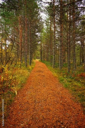 Nice trail in the autumn forest