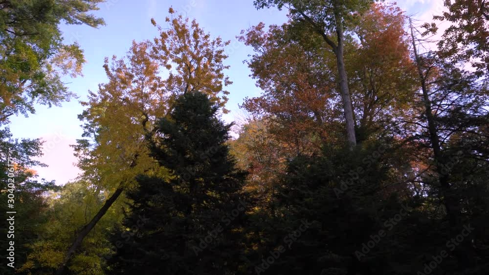 View of autumn trees featuring the changing color of leaves.
