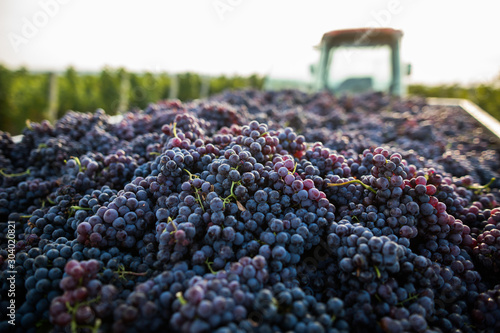 Fresh grapes in a truck