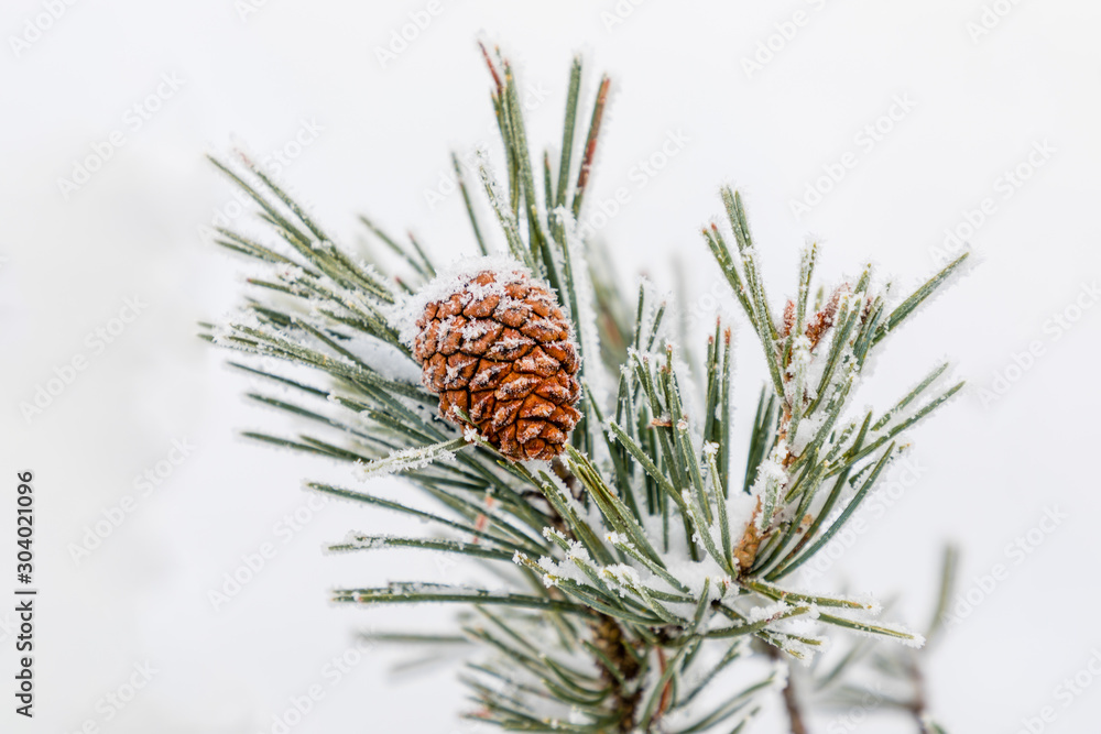 Pineapple on snow and ice covered tree branch Pineapple on snow and ice covered tree branch