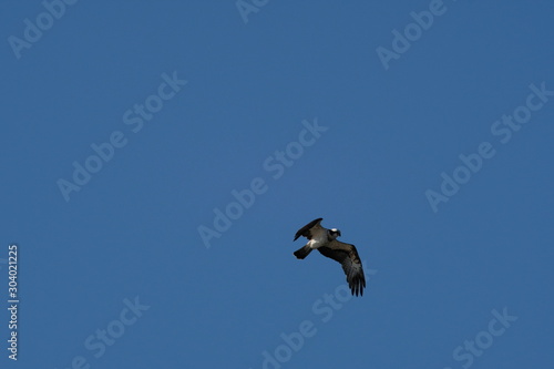 osprey in flight