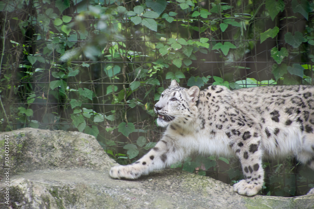 Fototapeta premium 雪豹