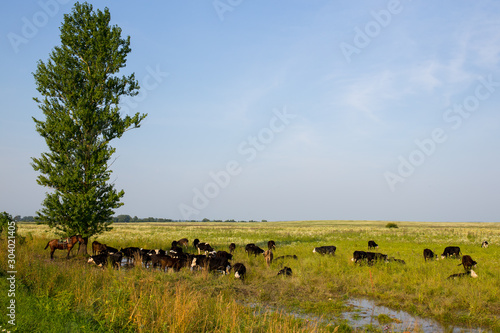 Summer landscape of the meadow on which the tree is located. In the meadow grazing herd of cows. Under the tree is a shepherd s horse. Ivanovo region  Russia.