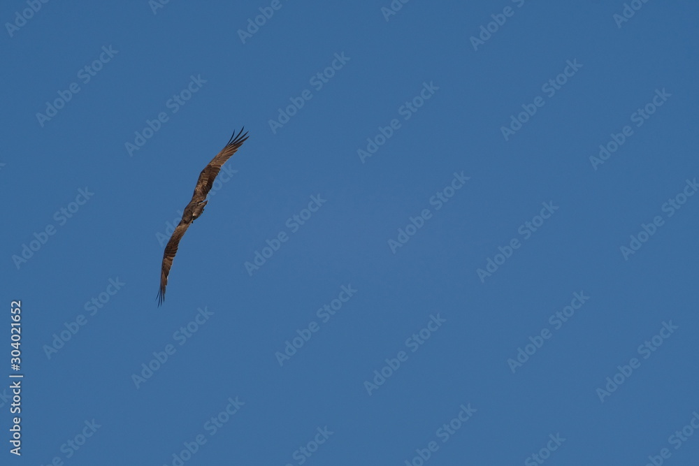 osprey in flight osprey in flight