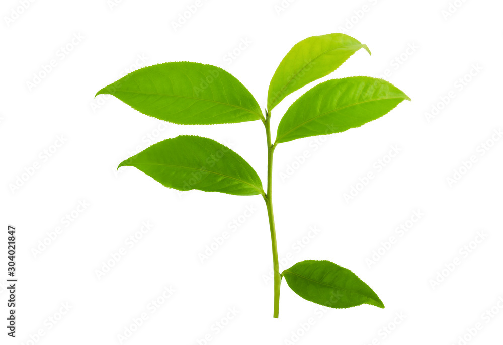Green tea leaf isolated on white background Green tea leaf isolated on white background