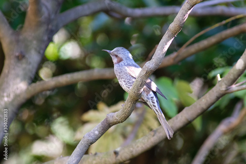 bulbul on braanch photo