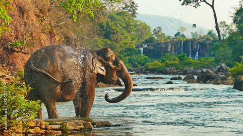 Elephant spraying water; Laos Bolavenplateau photo