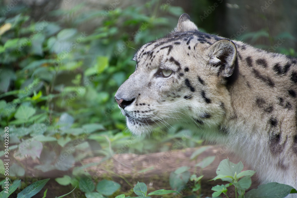 Obraz premium 雪豹
