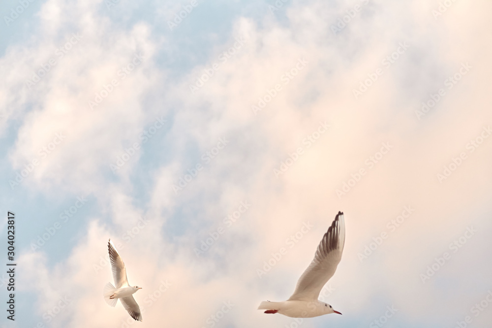 Fototapeta premium Two mediterranean white seagulls flying. Sunset time. Close up. 