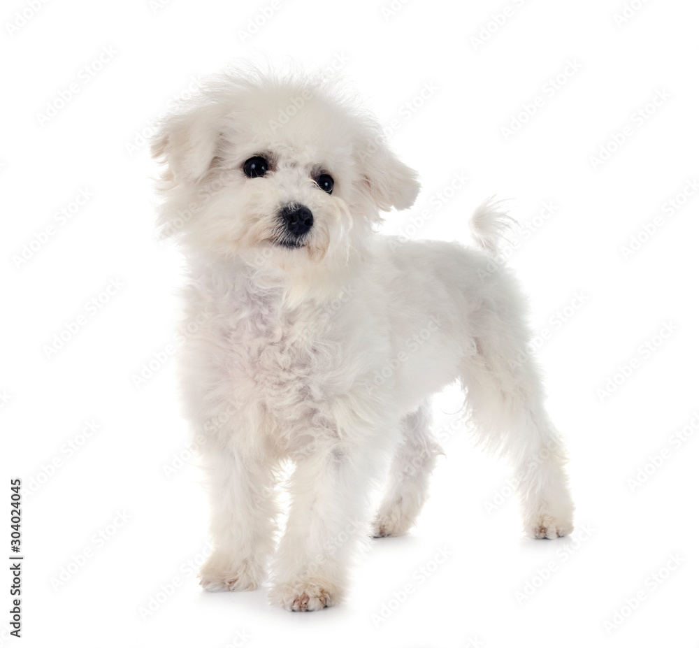 Bichon Frise in studio