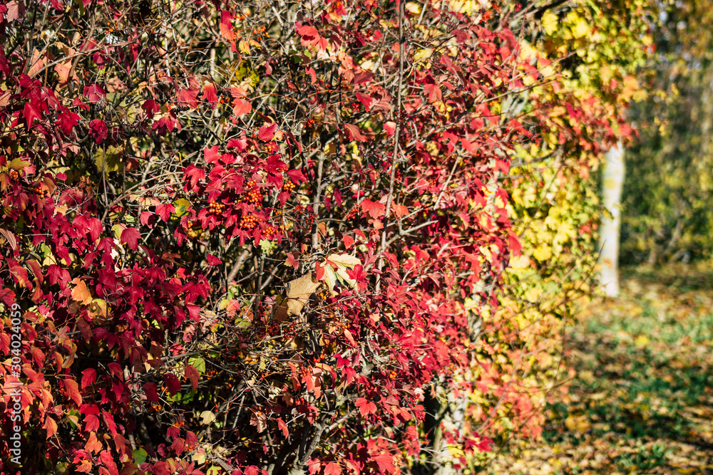 Closeup of colorful leaves in autumn in France Closeup of colorful leaves in autumn in France