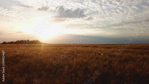 Wallpaper Mural Aerial view of golden wheat field. Aerial video. Torontodigital.ca