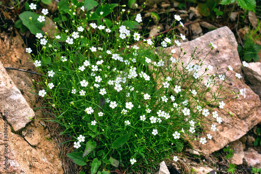 Obraz premium Little white forest flowers, beautiful summertime floral background, selective focus