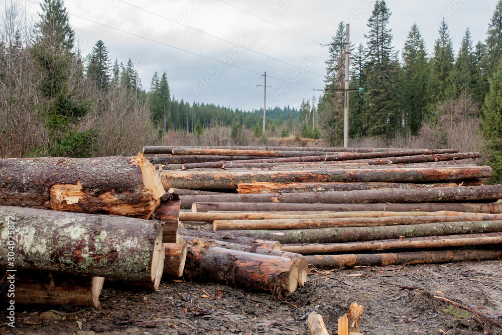 Wooden logs of pine woods in the forest, stacked in a pile. Freshly chopped tree logs stacked up on top of each other in a pile. Wooden logs of pine woods in the forest, stacked in a pile. Freshly chopped tree logs stacked up on top of each other in a pile.