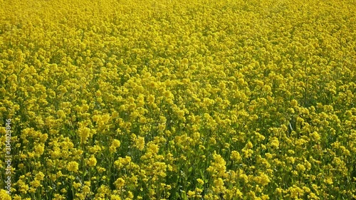 Agriculture fields with yellow rapeseed flowers for canola oil production. photo