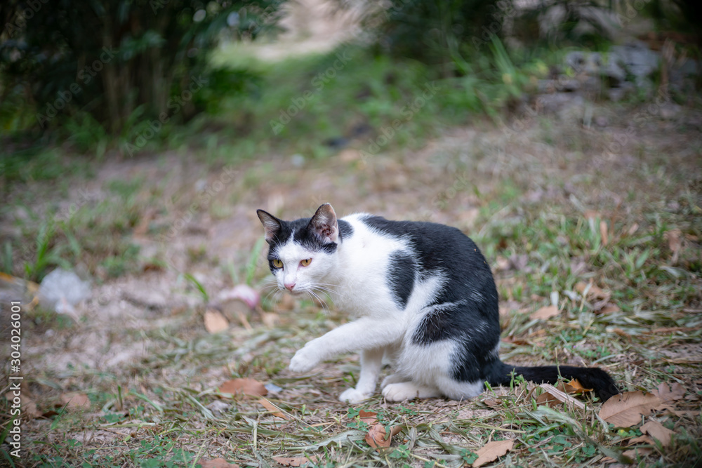 Portrait of white cat with black spot in the garden, portrait of Thai cat