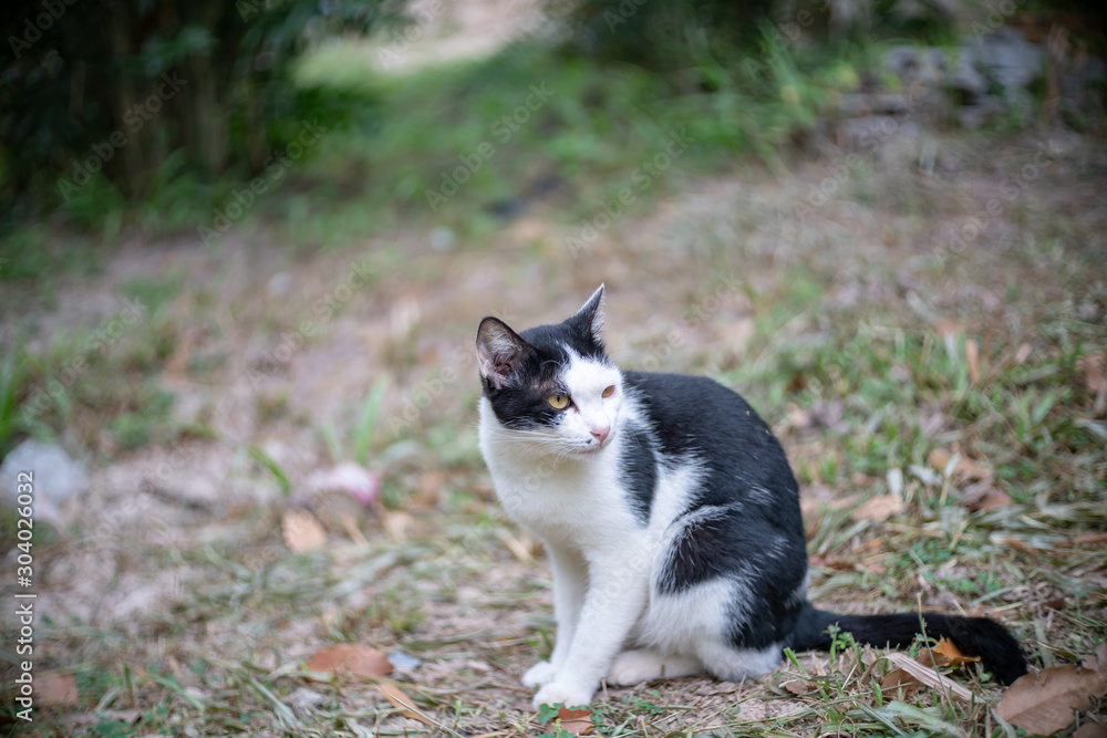 Portrait of white cat with black spot in the garden, portrait of Thai cat Portrait of white cat with black spot in the garden, portrait of Thai cat