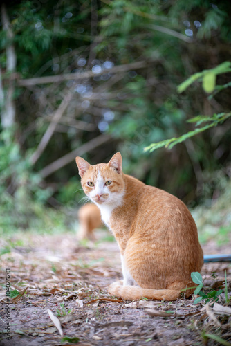 Portrait of ginger cat in the garden, close up Thai cat © Patara