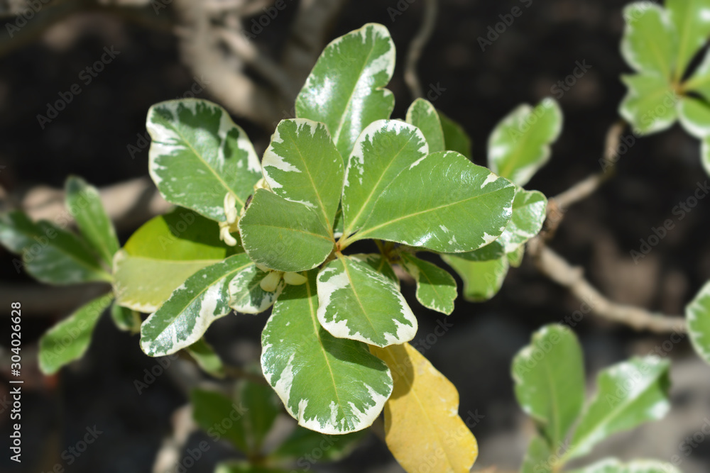 Obraz premium Variegated Japanese Mock Orange