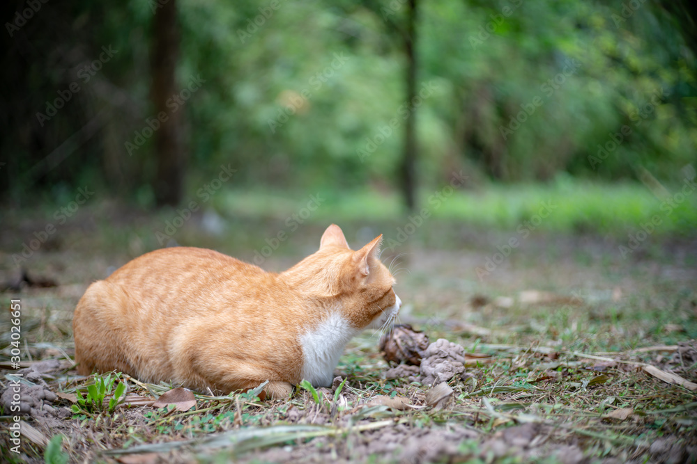 Portrait of ginger cat in the garden, close up Thai cat Portrait of ginger cat in the garden, close up Thai cat