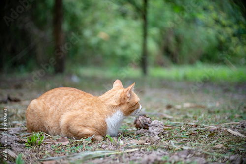 Portrait of ginger cat in the garden, close up Thai cat © Patara