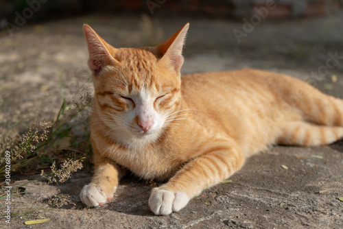 Portrait of ginger cat lay on the ground, Thai cat at temple © Patara