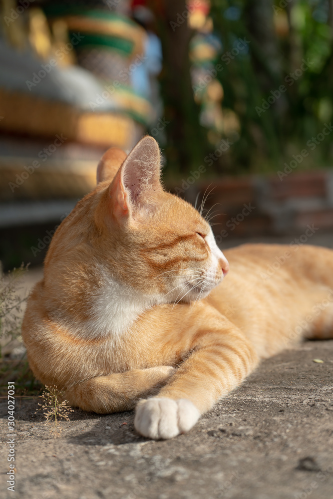 Portrait of ginger cat lay on the ground, Thai cat at temple Portrait of ginger cat lay on the ground, Thai cat at temple
