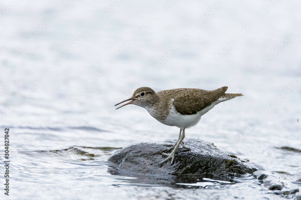 Obraz premium Sandpiper in water