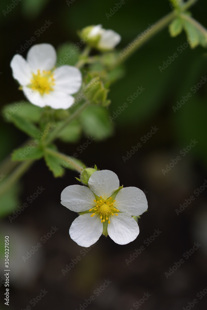Rock cinquefoil Rock cinquefoil