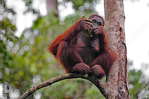Fotografi Orang Utan beim Fressen