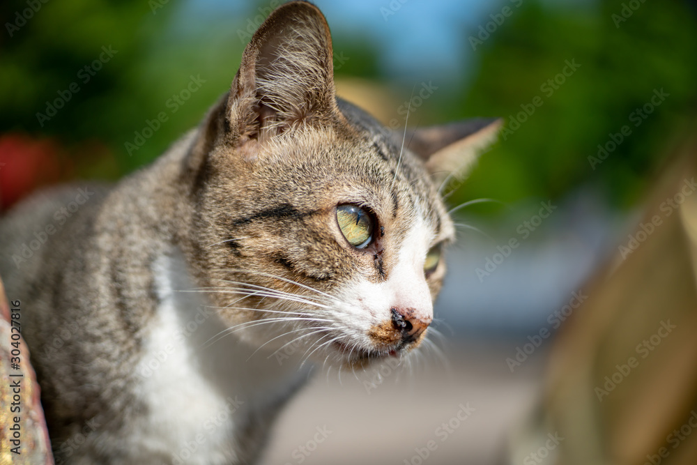 Striped cat at the garden, portrait of Thai cat