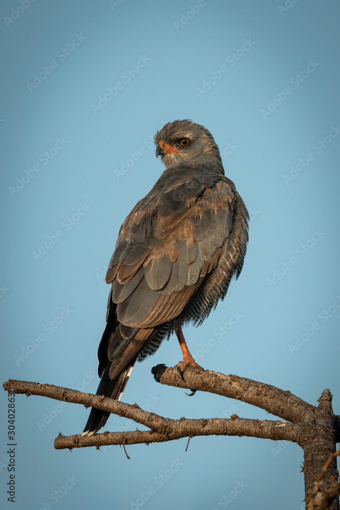 Dark chanting-goshawk on branch looking over shoulder Dark chanting-goshawk on branch looking over shoulder