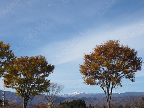 青空と黄色く色づいた木々 © Makoto Suzuki